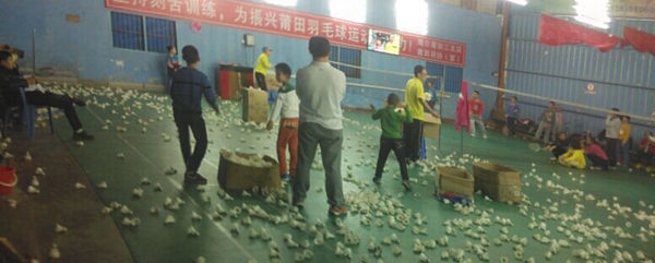 2015�괺����Сѧ����ë����ѵ�����ͼƬ292